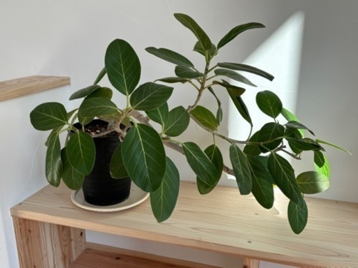 観葉植物