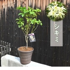 シキミ鉢植え　の画像