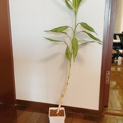 観葉植物　約80cm