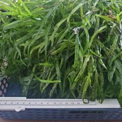 水草　ミクロソリウムトライデント　大株