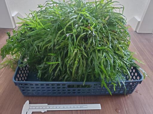 水草　ミクロソリウムトライデント　大株