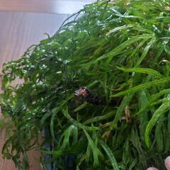 水草　ミクロソリウムトライデント　大株
