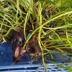 水草　ミクロソリウムトライデント　大株