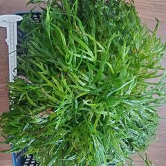 水草　ミクロソリウムトライデント　大株