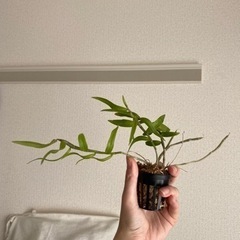 観葉植物　デンドロビウム　蘭
