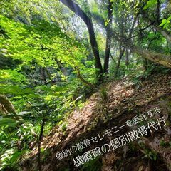 横須賀の森で散骨セレモニーを委託！！写真で確認する個別散骨代行プランの画像