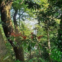横須賀の森で散骨セレモニーを委託！！写真で確認する個別散骨代行プラン − 神奈川県