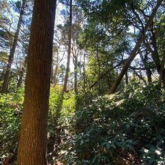 逗子の森で散骨セレモニーを！！写真で確認する個別散骨代行プラン − 神奈川県