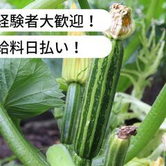 【済】【日払い】宮崎県西都市三納でズッキーニの収穫等のお仕事！【...