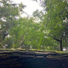 箱根の森で散骨セレモニーを！！写真で確認する個別散骨代行プラン − 神奈川県
