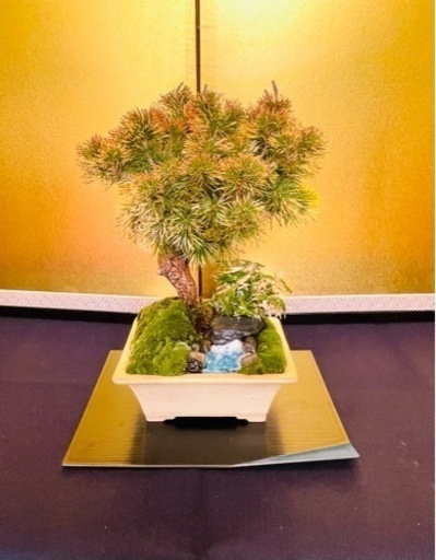 松　花火松　盆栽　盆景