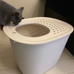 猫　トイレ