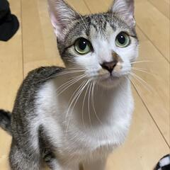 【保護猫の里親募集】ぐりちゃん　キジ白　メス - 高槻市