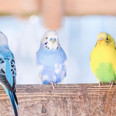 野鳥探し、きのこ探し、花探し　〜公園散歩サークル〜