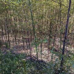 竹藪、竹林の整理整頓。竹でのお困り事、解決へ!!の画像
