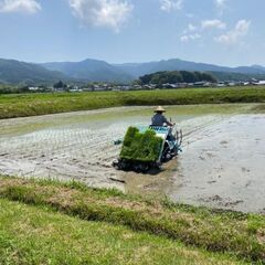 自然農で米を育てたい:宗像市、福津市、古賀市