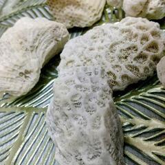 喜界島の珊瑚（Мサイズ）