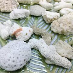 喜界島の珊瑚Sサイズ