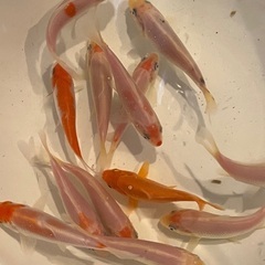 錦鯉　稚魚　紅白　白無地　5ｃｍくらい　１匹よりどり