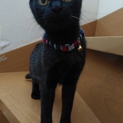 美しい黒猫ミシェルちゃん4-5ヶ月女の子