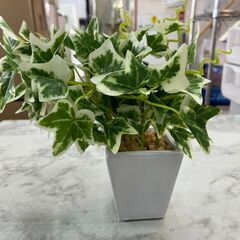 ▼値下げ▼造花 観葉植物風 ニトリ 枯れない観葉植物  お世話不...