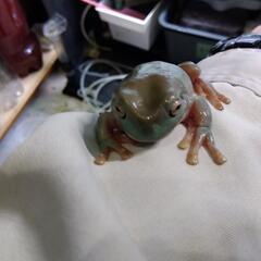 イエアメガエル３匹と飼育ケージ