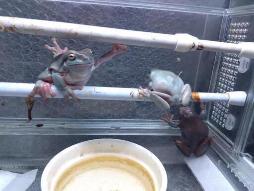 イエアメガエル３匹と飼育ケージ