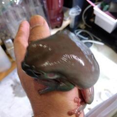 イエアメガエル３匹と飼育ケージ