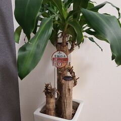 観葉植物　幸福の木