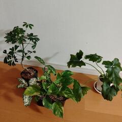 ★値下げ中★観葉植物セット