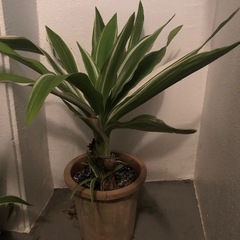 鑑賞木鉢植え４