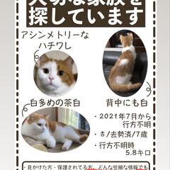 猫探してます。