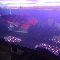 エンドリケリー セミショート