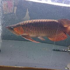 エンドリケリー セミショート