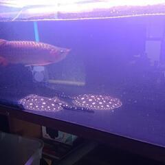 エンドリケリー セミショート