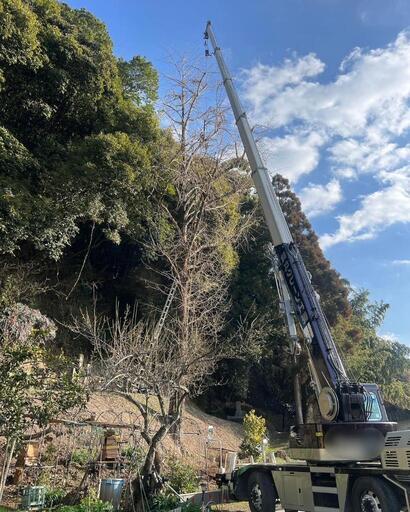木材伐採工事
