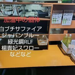 【メダカ】めだか色々！PSB、ゾウリムシも！3日(土)4日(日)