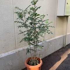 ゲッキツ② 観葉植物