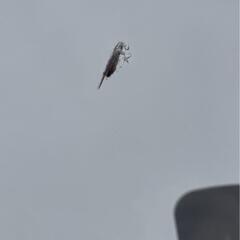 東芝 冷蔵庫 幅47.9cm 153L GR-U15BS(W) 2ドア