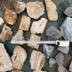 木化石　青龍石　溶岩石　水草レイアウト　水槽　ビオトープに