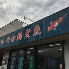 錦鯉 金魚 熱帯魚用品引き取ります。