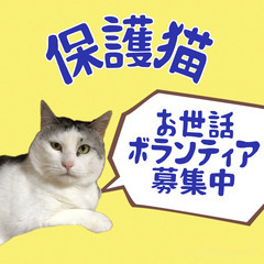 保護猫ハウスのお世話ボランティアさん募集