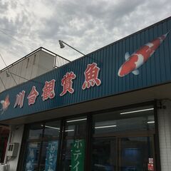 錦鯉 金魚 熱帯魚用品の処分でお困りの方