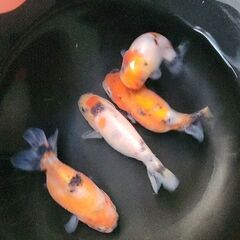 金魚【江戸錦】４匹