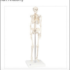 人体模型 全骨格模型