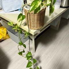 観葉植物