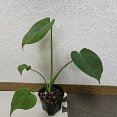 〖観葉植物〗モンステラ