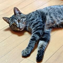 🍊めんこい子猫　茶トラ　キジトラめす🍎 − 神奈川県