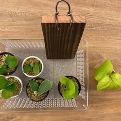 【観葉植物】 ◉ビカクシダ　色々苗セット　（商談中)