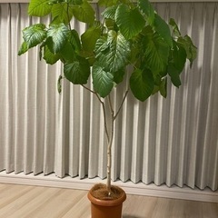 大型 観葉植物 フィカス ウンベラータ 10号